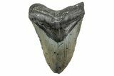 Fossil Megalodon Tooth - North Carolina #347039-1